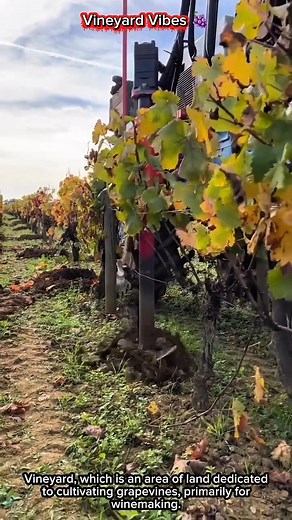 Vineyard Vibes 🍇