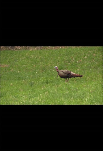 Exciting Spring Turkey Hunting Adventures Await