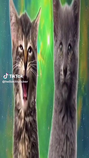 Funny Cat GIFs Compilation for Cat Lovers