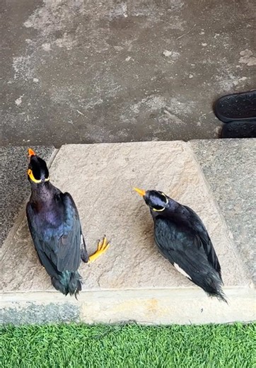 Talking Mynah Bird Interactions and Tips