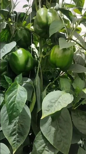 #786 Capsicum | Pepper | Shimla Mirch | Stirfries | California Wonder | Chinese Giant | World Beater