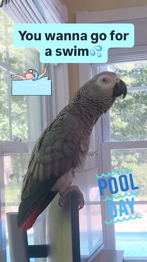 💦 “I Love You” and Let’s Swim! Symon’s Pool Day Is Everything 🦜💕 #TalkingParrot | Symon African Grey Parrot