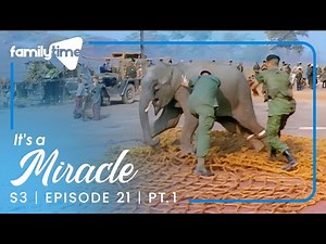 Elephants Reunited After 23 Years | It's A Miracle | S3E21 Part 1