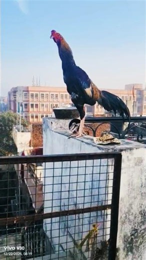 aseel Kala Java Patta👀11 manth fighter line game bird#short video 👍