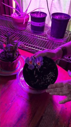 Gardening with Gayle #shorts #trending #high altitude gardening #growing crocus indoors
