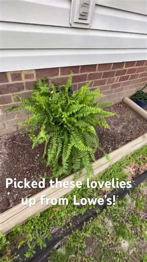 Planning to divide them into four plants. A good way to make your budget stretch!