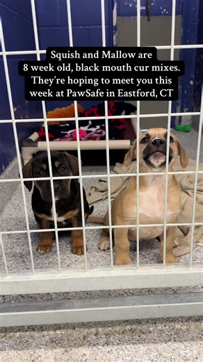 Adopt Squish and Mallow: Cute Black Mouth Cur Puppies