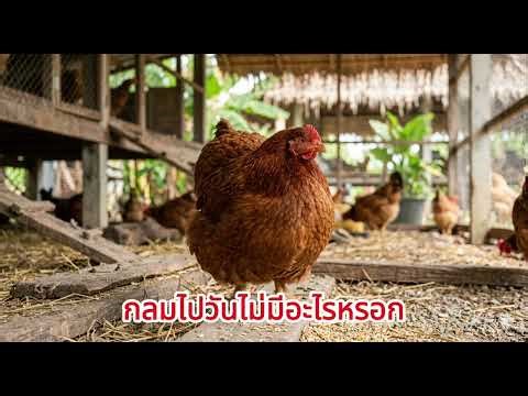 เพลงไก่กลมไปวันๆ GEN by Suno