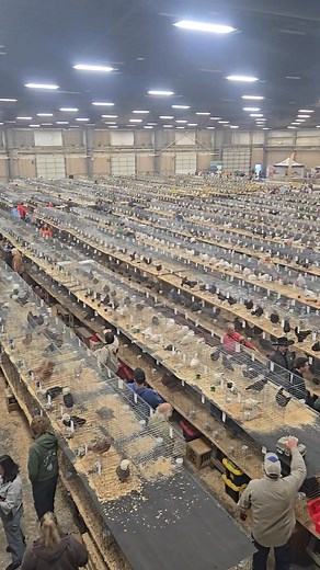 Ohio National 2025 | JRT's Bantams