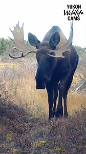323K views · 13K reactions | A bull moose passes by a camera in the Yukon backcountry followed two weeks later by a wolf as winter begins to set in. | Yukon Wildlife Cams | Facebook