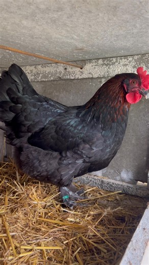 🔵 Marans Noir et Bleu à Camail Cuivré 🔵 Demain départ pour Perigueux avec deux belles poulettes marans NCC qui resteront à la maison pour la saison 2026 malgré les quelques défauts que je vois 🪶 L’objectif est de les présenter pour affiner mon œil sur les sujets et pouvoir améliorer ma sélection 🐣 Vous en pensez quoi ? 🥰 D’ailleurs la deuxième à commencer à pondre et les œufs sont assez sympa c’est juste le début mais c’est prometteur 🥚 ⚠️ Pour info, je vais certainement rechercher un joli