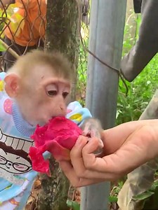 65K views · 1.6K reactions | Stranger in garden! Princess Zim rushes in to catch the thief- | Zim Family | Facebook