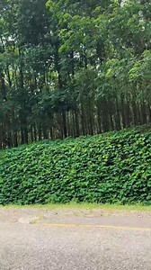 Nkhata Bay 🌳 | Country Road MW
