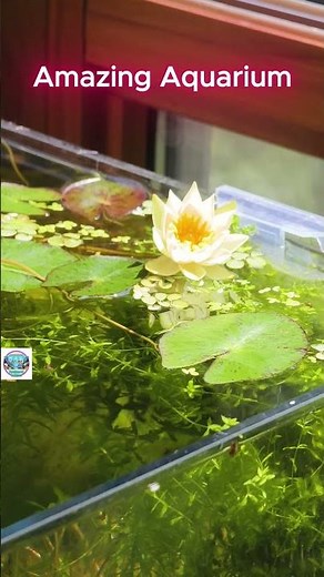 Magical flower . How to plant and grow a water lily