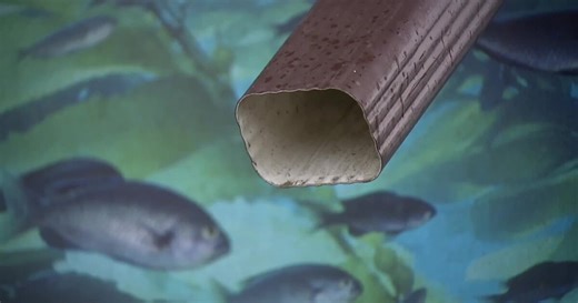 How collecting rainwater can save you money and help the environment