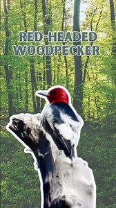 Red-headed Woodpecker - Pure Nature Sounds!