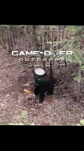 Spring bear season is FAST approaching!#bearhunting #blackbear | Game Over Outdoors