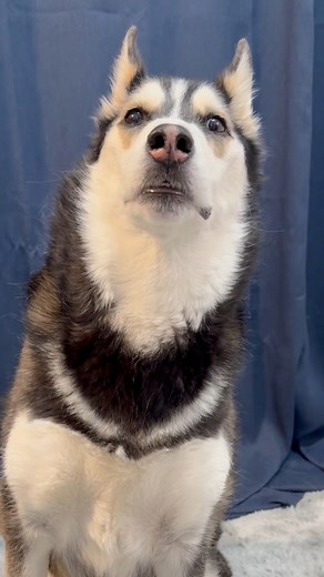 Christmas is around the corner, doesn’t look like this husky is making Santa’s “Nice List” this year! | Maya The Husky