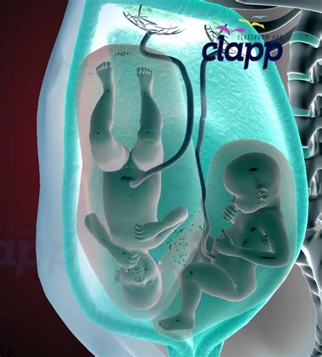 Twins inside the womb (3D Animation)
