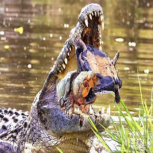 16K views · 101 reactions | Crocodiles Attempting To Hunt And Gulp A Turtle. | Daily Reptile | Facebook