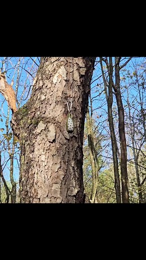 #saddlehunting #srt #dsrt #ropeclimbing #treeclimbing #jrbtreeclimbing | JRB Tree Climbing