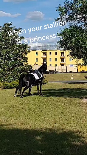 Funny Horse Reluctant to Pee in Stall Takes a Hilarious Stand Outside