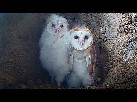 Barn Owl Chicks Take Care of One Another | Gylfie & Finn | Robert E Fuller