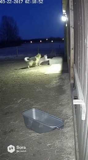 German Shepherd Attacks Lynx Sneaking Around Barn Corner 🐕🐈‍⬛#shorts #viral #shortvideo