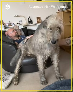 Do you want to live with 11 big doggos too? By Austonley Irish Wolfhounds & White Swiss Shepherd Dogs | Barked