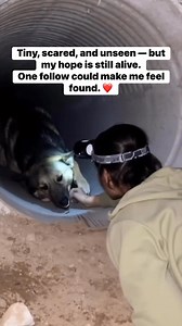 176K views · 3.4K reactions | Tiny, scared, and unseen — but my hope is still alive. One follow could make me feel found. ❤️ #PoorDog #RescueJourney #StreetDogSoul #AdoptRescue #FollowForHope | Loyal Hearts | Facebook
