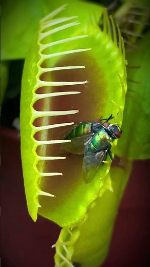 Insects eating plant video 💚🦖