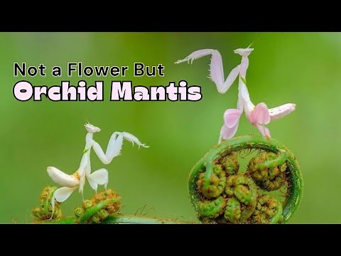 Beautiful & Deadliest Mantis: Fascinating Orchid Mantis Facts