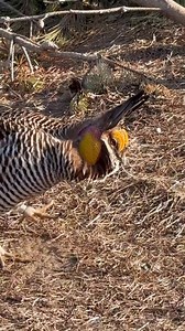 Greater prairie chicken | Mozumdar agro farm