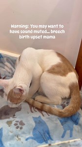 Breech births can be common for a cat. Don’t intervene*. Don’t pull, you can tear the umbilical cord, leave a placenta unpassed. *exception, mama started chewing on the kitten trying to pull her out. But comforting mom through the contraction was the answer, not pulling. Please note, we rescued this precious mama Sunday from outside before the storms and the drop in temperature. The woman who was struggling to make ends meet, still trying to feed her on her porch reached out for help, and we kne