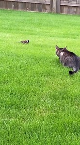 A cat silently stalks a small bird in a backyard, inching closer with perfect predator precision. But nature has a brutal way of reminding us who's really at the top of the food chain... Did the cat learn its lesson? | Instant Karma in Nature