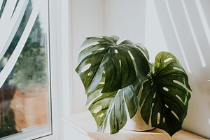 17 Feng Shui Plants to Help "Balance" Your Home’s Energy