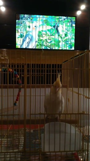 Coco Cockatiel Watching TV | Cockatiel Talking Parrot | Birds Sound #birds #shorts #petbird #parrot