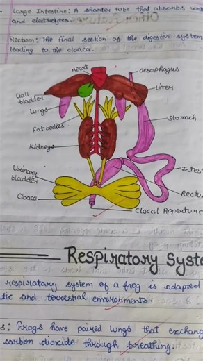 Class-11 Biology handwritten notes | Structural Organisation in Animals || NCERT || CBSE || NEET.