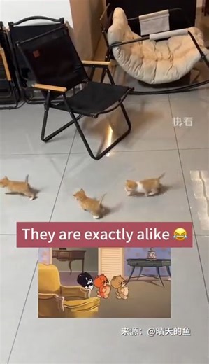 68K views · 970 reactions | What an adorable scene! The little kittens are all lined up, following in procession – it’s as if a cartoon has leaped into reality! #China #chinalife | Embassy of The People's Republic of China in the United States | Facebook