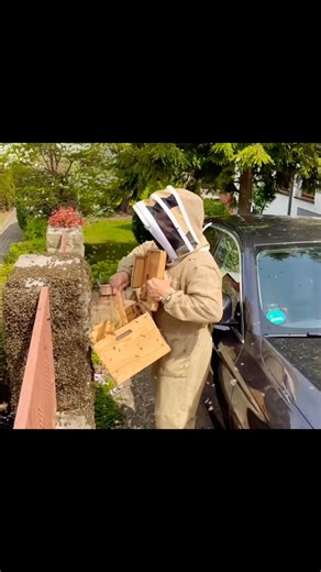 Catching a Lost Bee Swarm | 4K | no Talking