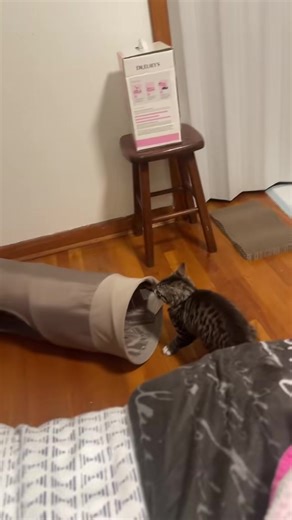 Cat Zoomies: Energetic Moments with Your Feline Friend