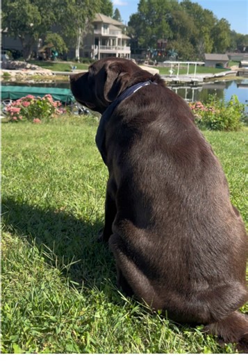 Easiest Dog to Love: The Chocolate Lab