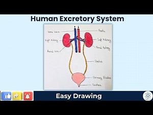 How to Draw Human Excretory System | Easy and Colourful Diagram for Class 6–10 | Diagram Lab