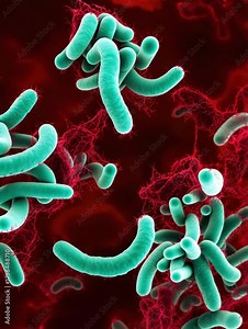 Vibrio vulnificus bacteria with curved rod shape and turquoise surface under microscope