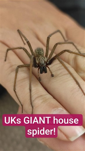 the UK Giant house spiders