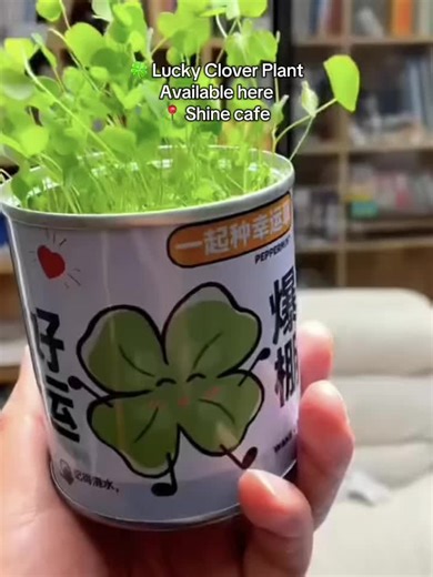 🍀 Lucky Clover Plant Now available at 📍 Shine cafe Come for coffee, go home with luck 🌱 DM for details 💚#luckymint #Shinecafe #clover #tomato @SHINE CAFE