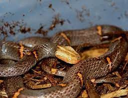 Serpents les plus venimeux du Vietnam ( 2 serpents les plus venimeux du monde ) - Guide francophone Vietnam