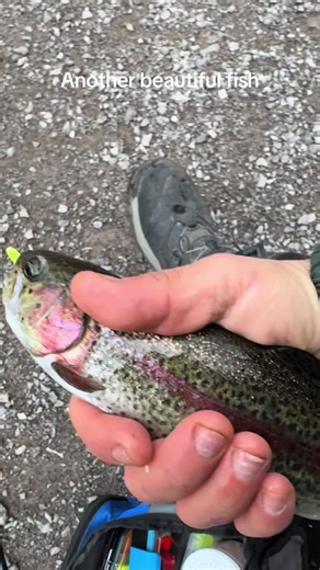 What an incredible April day on the water! The fish were on fire—nonstop action from start to finish. Ended the trip with 30 chunky bluegills and 14 beautiful stocker rainbow trout. Every single one was safely released to fight another day. Nothing like feeling the tug and watching those colors flash in the sun. Grateful for days like this—peaceful, productive, and just plain fun! #FishingLife #CatchAndRelease #SpringFishing #BluegillBite #RainbowTrout #AprilAngling #PanfishFun #TroutFishing #Fi