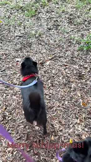 It was truly magical seeing over 20 Schipperkes playing together at the off leash dog park in the city this morning. Tails were wagging, there was a super fun doggy ice bath, lots of zoomies, treats, and a gorgeous array of smiling Schipperke faces! #merryschippmas #christmasparty #schipperke #brisbaneschipperke #belgianbargedog #puppyparty | Ania Nerowski