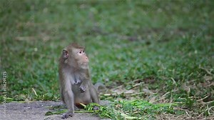 wild rhesus monkey in natural sitting, chewing, looking around, find out something on ground, in HD